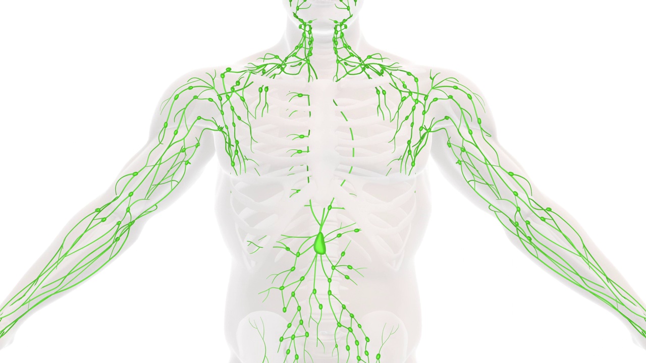 人体淋巴系统解剖视频下载