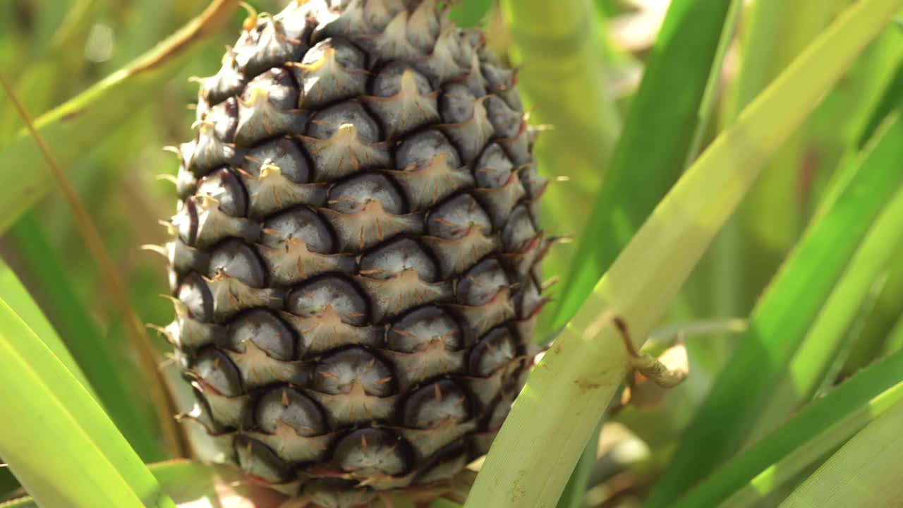 近距离拍摄的菠萝生长在一个农场，多利拍摄视频素材