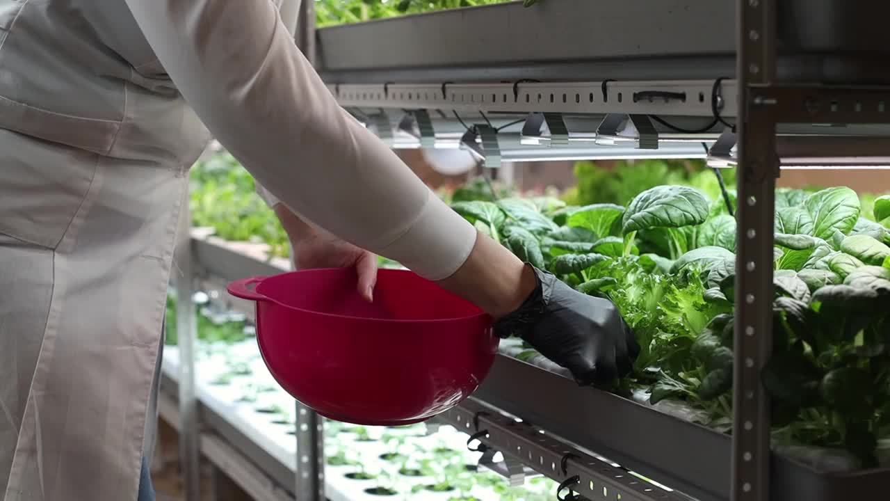 一名农学家在温室里用不同类型的嫩叶和微绿叶来打破丰收。健康微绿色蔬菜小生意视频素材