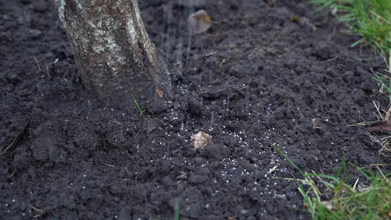 小树附近的土壤上撒满了粒状肥料。视频素材