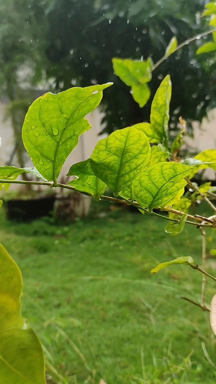雨落在绿叶上视频下载