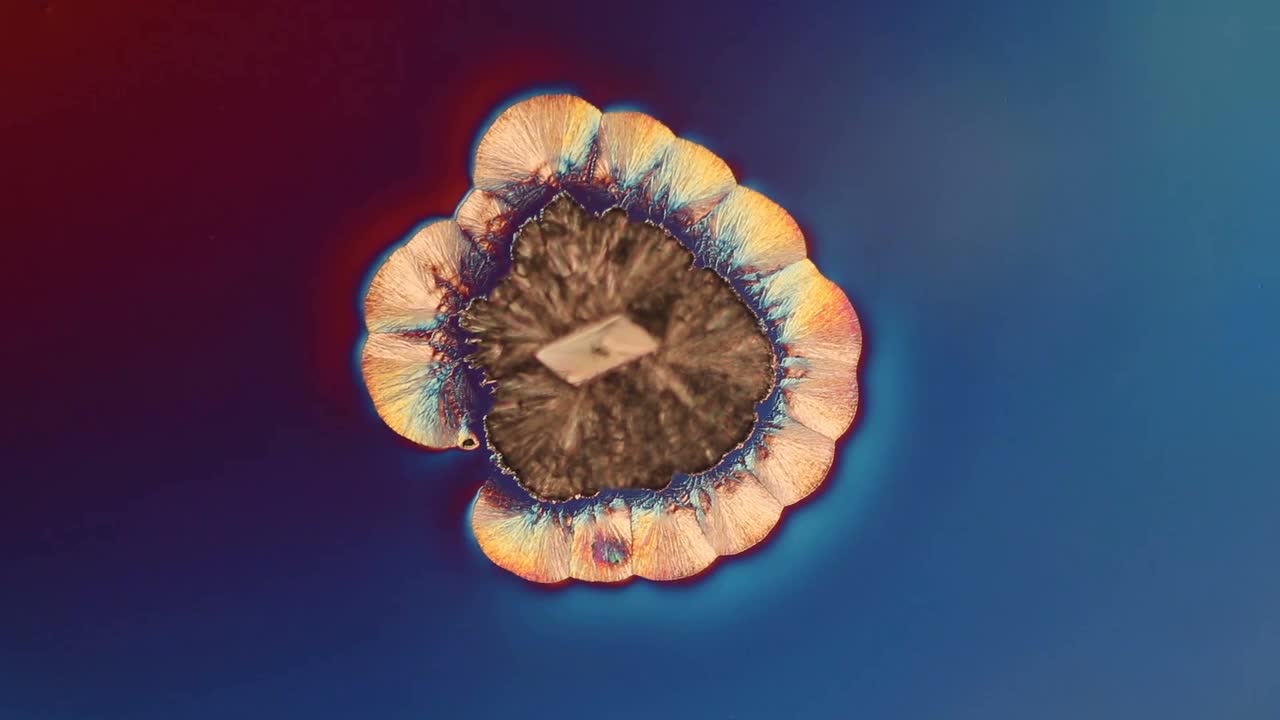 维生素C晶体，偏光显微镜视频下载
