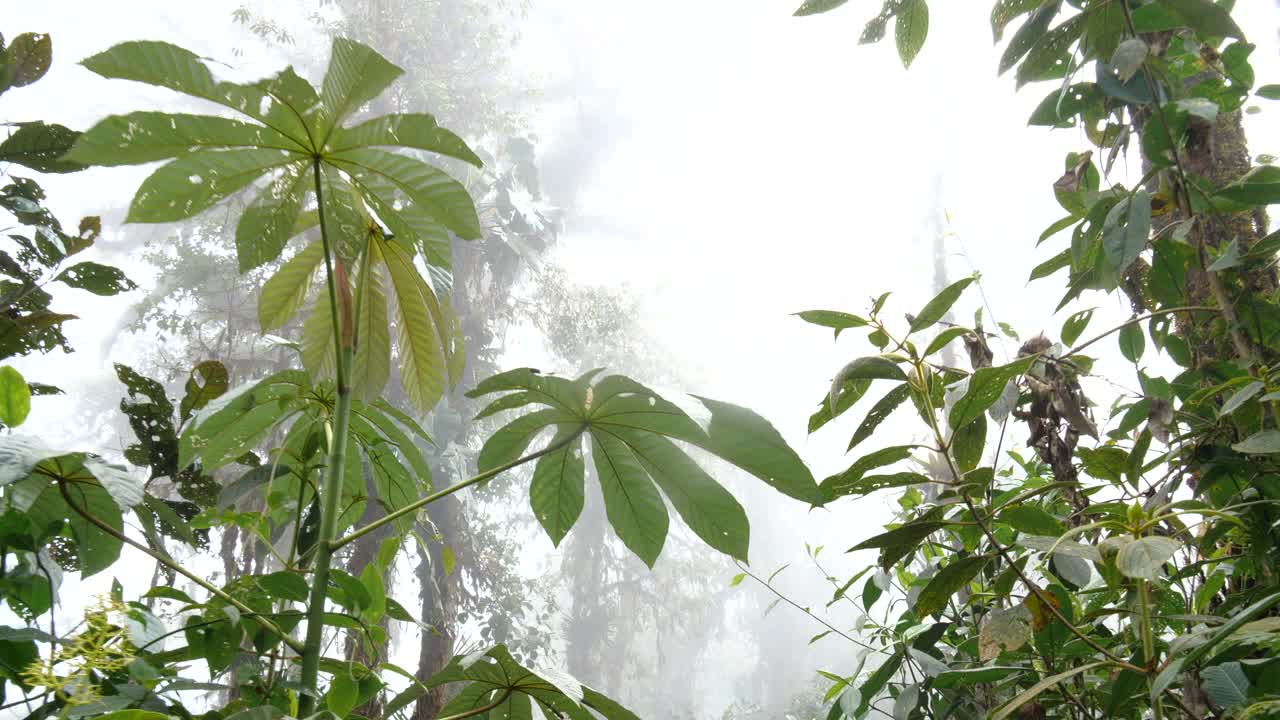 穿过厄瓜多尔雨林视频下载
