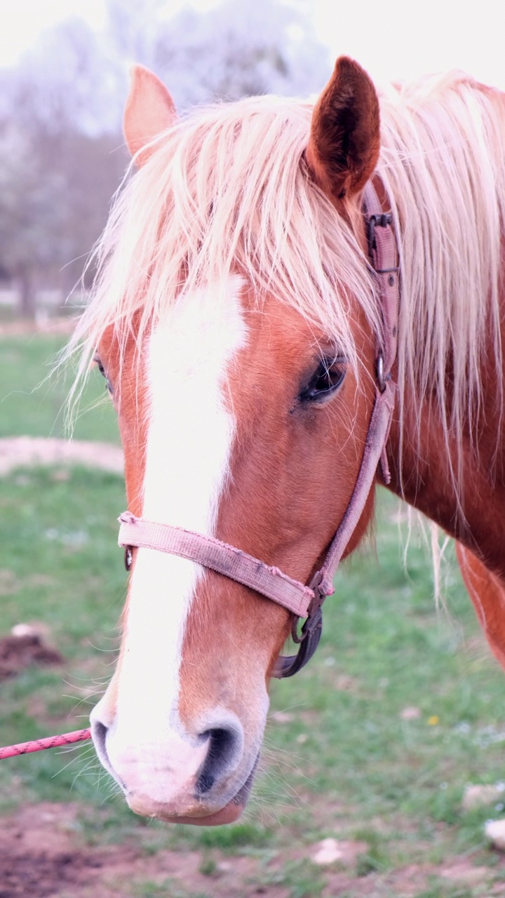 一个垂直视频。特写:一匹棕色的马站在田野里，直直地看着摄像机。高质量4k镜头视频素材