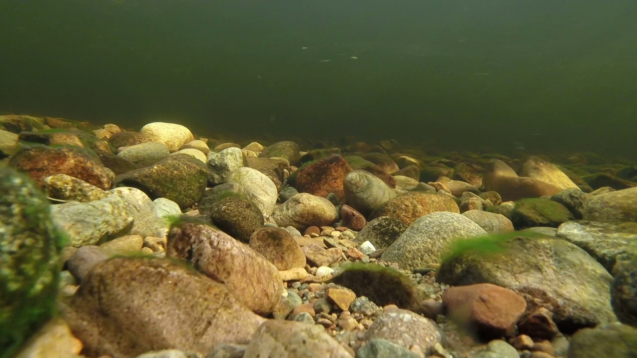 大西洋鲑鱼在河床上嬉戏视频下载