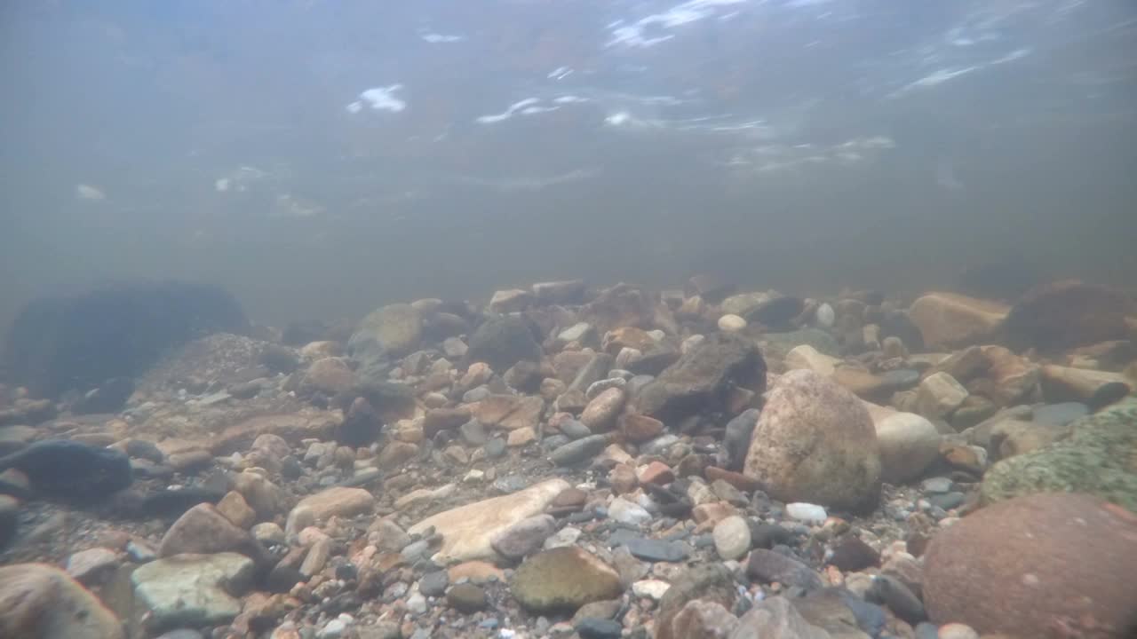 大西洋鲑鱼在繁殖地交配视频下载