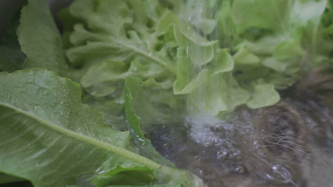 清洗有机蔬菜，生菜视频下载