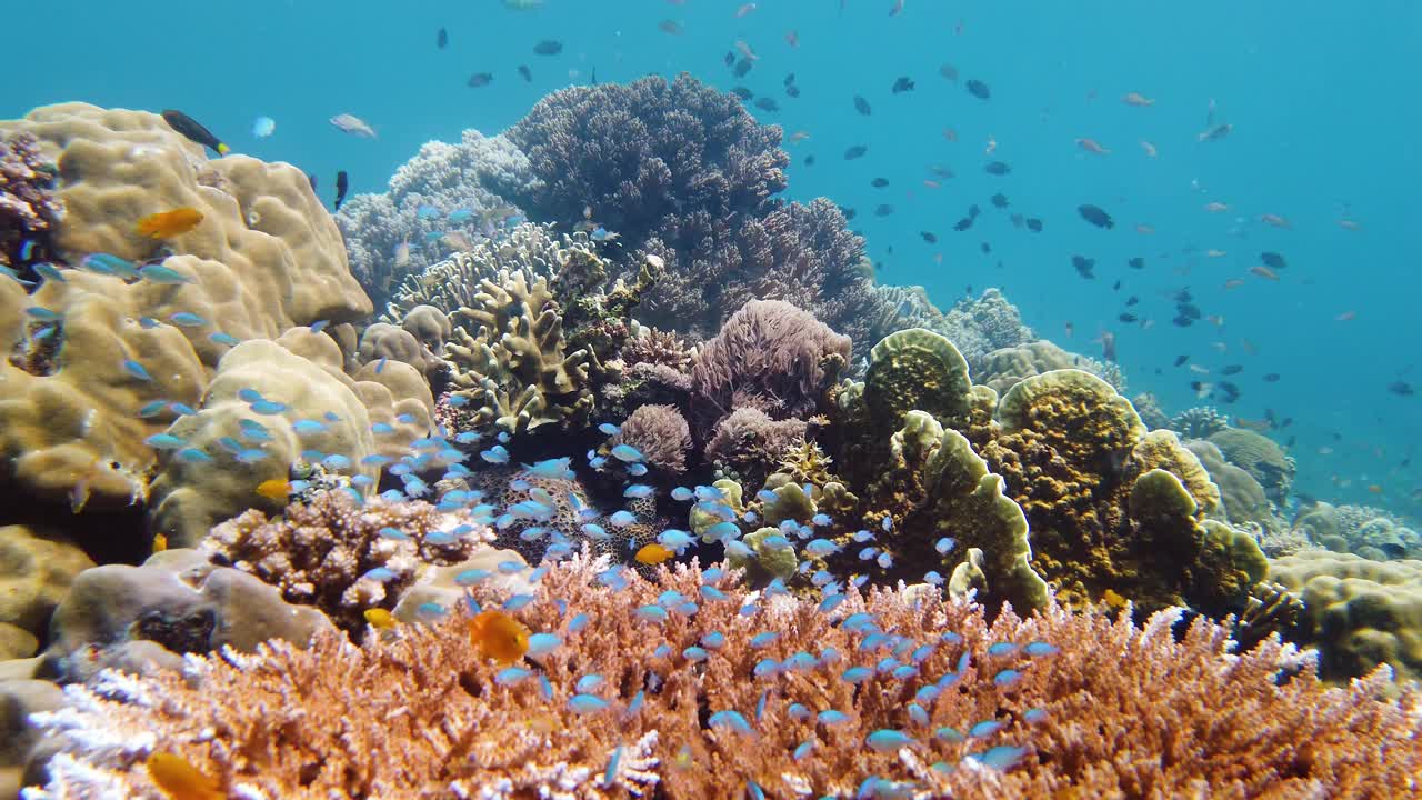 珊瑚礁和热带鱼。莱特岛,菲律宾。视频下载
