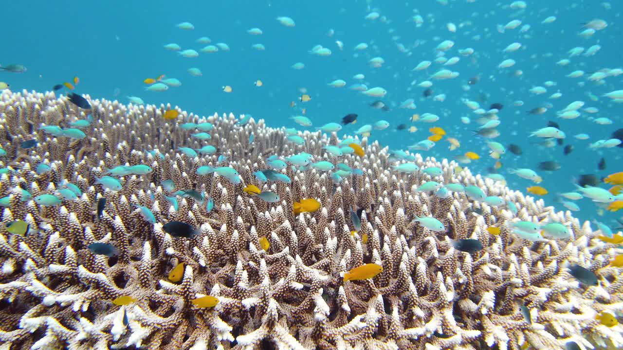 水下的珊瑚礁和热带鱼。莱特岛,菲律宾。视频下载