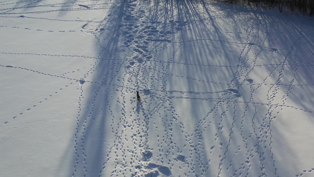 冬天田野上孤独的狍子和脚印，空中飞舞视频素材