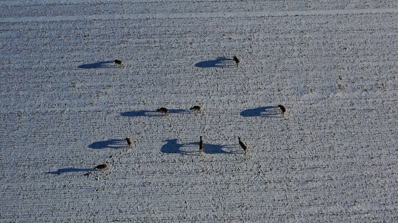 放牧狍子在雪域农田田野，空中视频素材