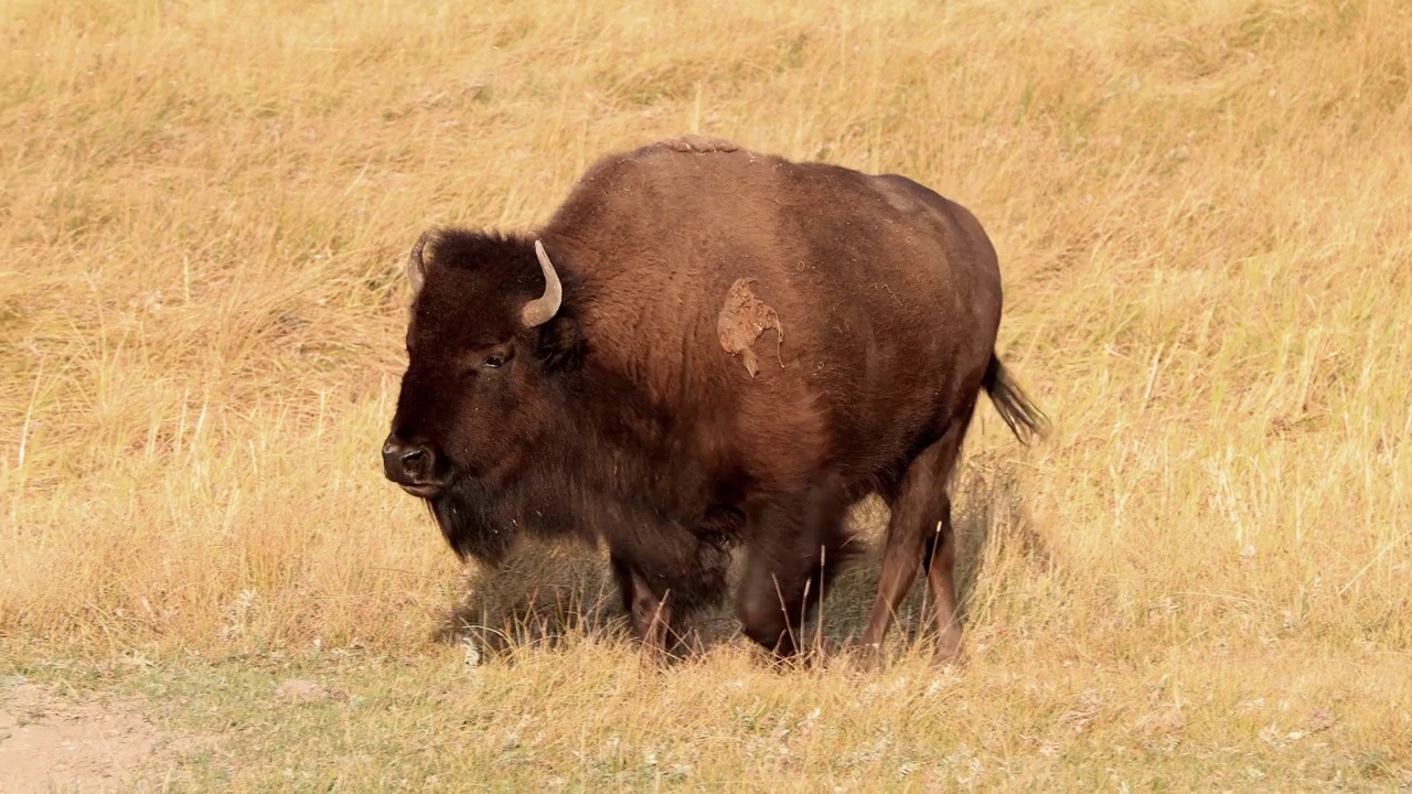 黄石国家公园的野牛视频素材