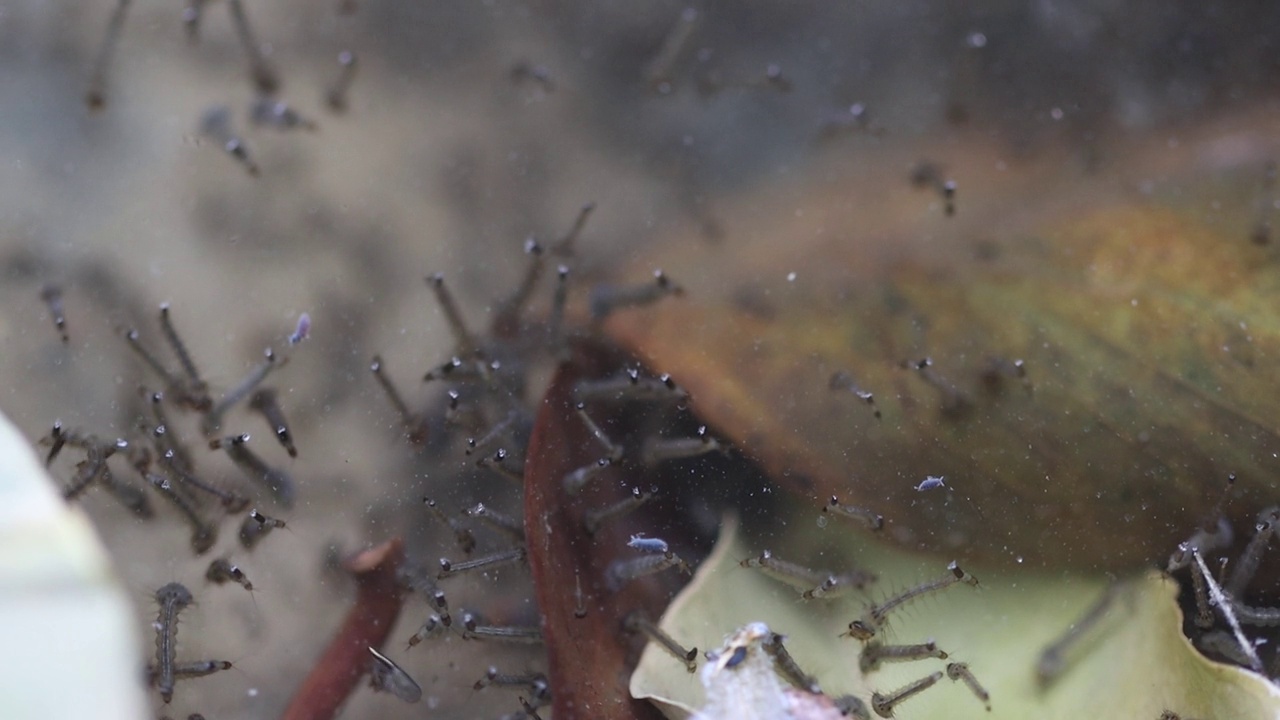 蚊子的幼虫视频素材