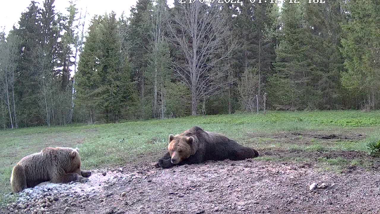 在爱沙尼亚的森林小道摄像机里，大熊在泥泞的坑里打滚视频下载