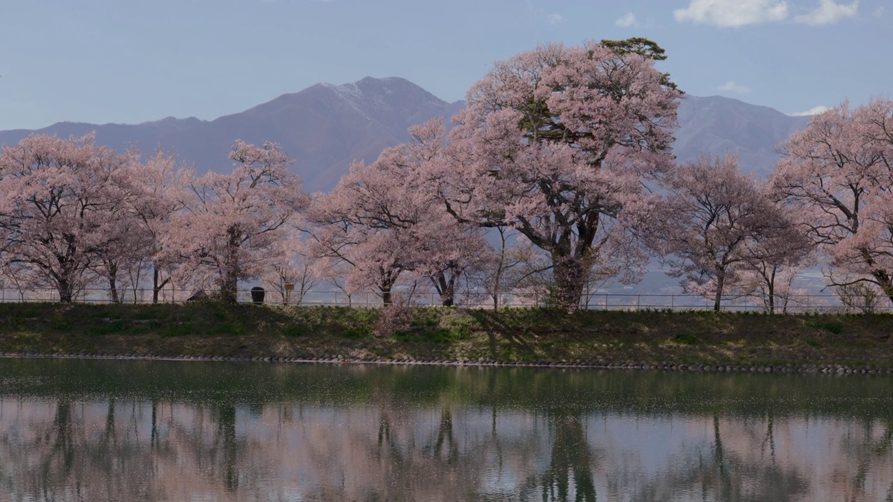 一排盛开的樱桃树倒映在池塘里，落下的花瓣漂浮在水面上(实时/倾斜向下)视频素材