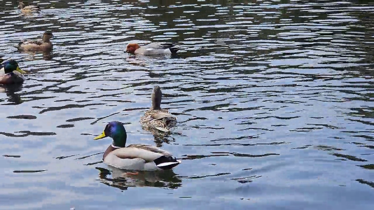 一群绿头鸭在水中游泳。视频素材