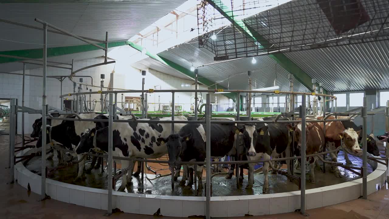 农场上的机器挤奶。计算机控制的自动挤奶机。工业牛奶生产。牛在围栏里视频下载