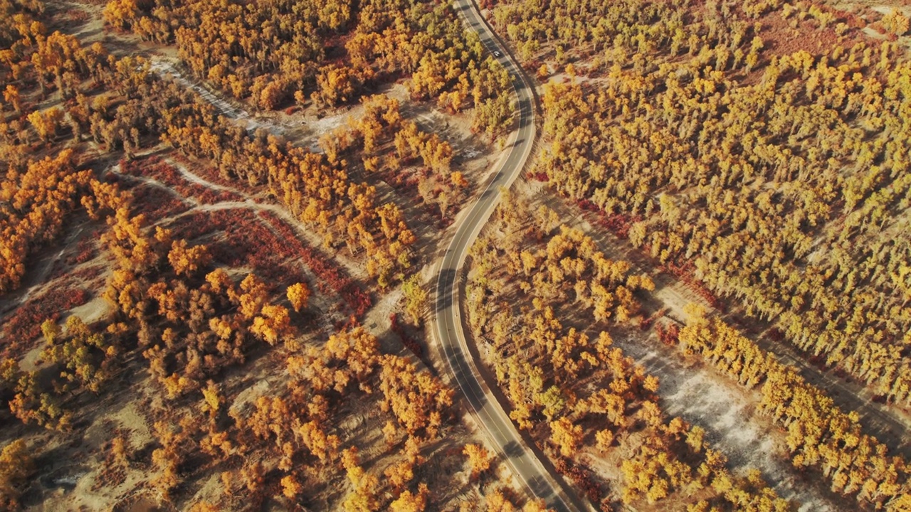 中国新疆的秋季沙漠和胡杨林。视频下载