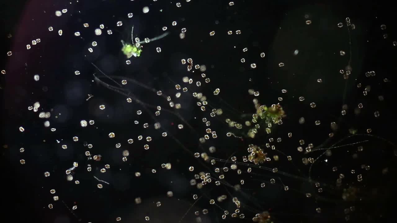 鞭毛藻，光镜镜头视频下载