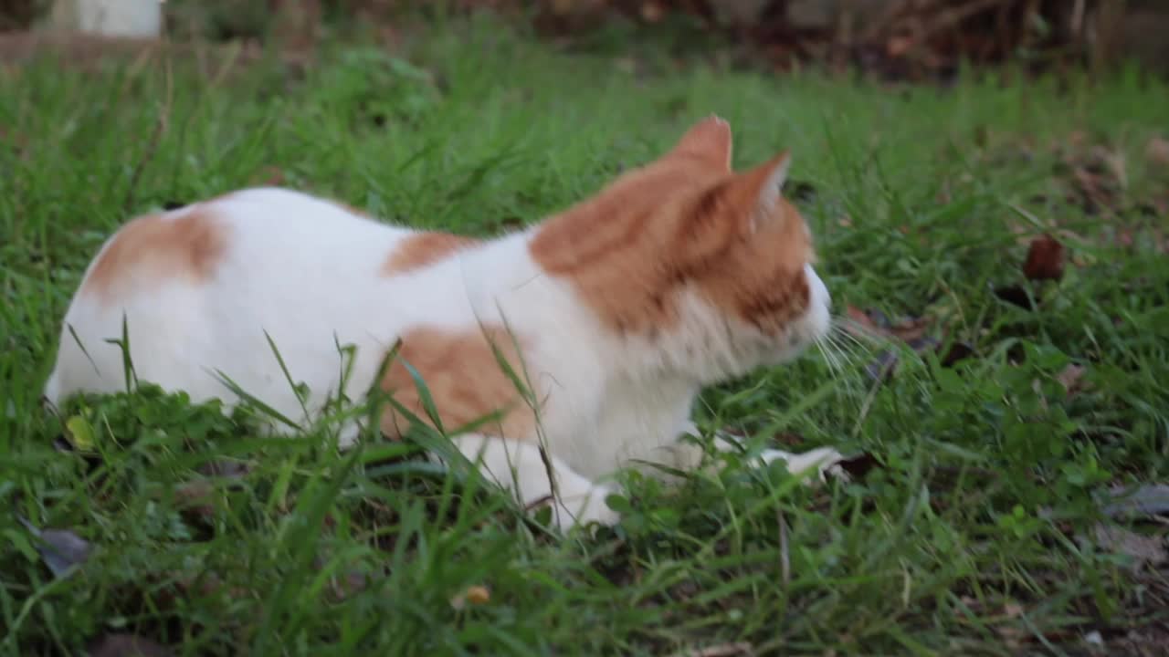 猫在草地上玩耍视频素材