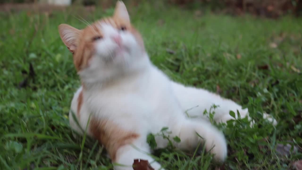 猫在草地上玩耍视频素材