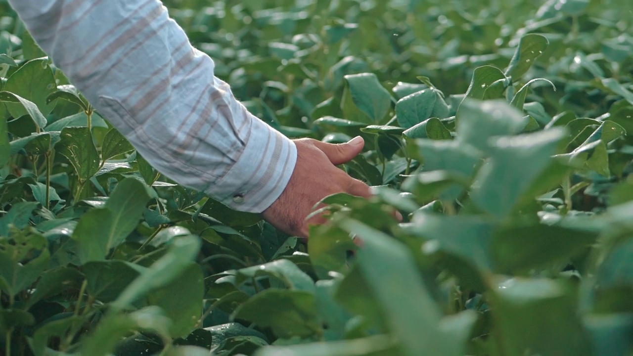农学家分析大豆种植园视频购买