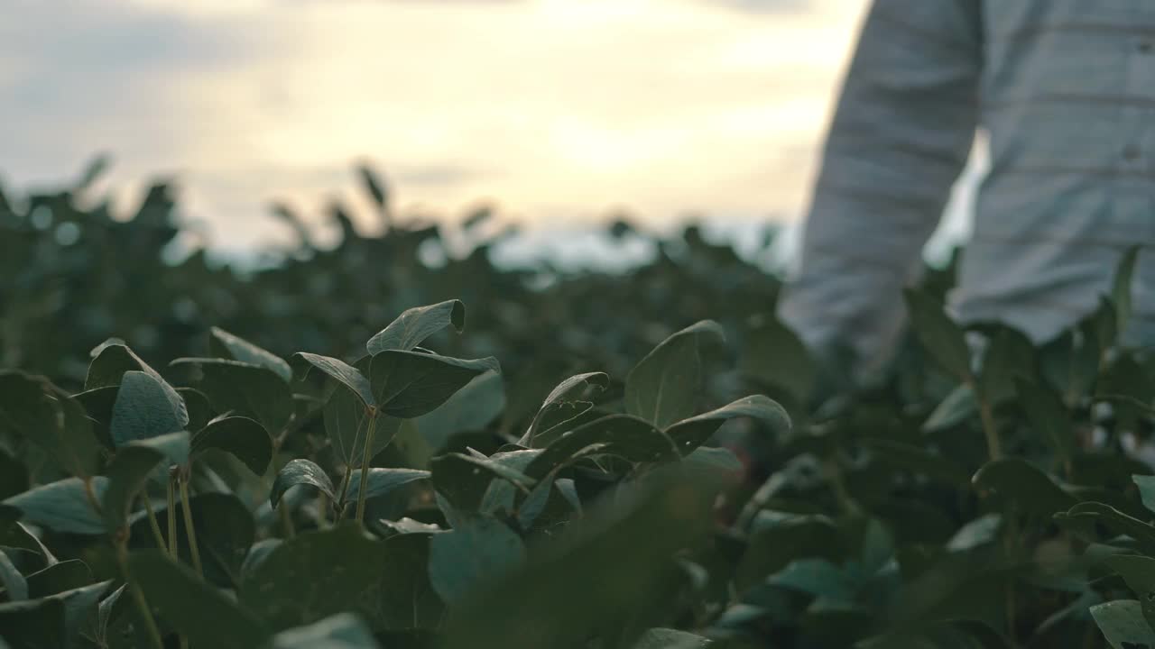 农学家分析种植中的大豆视频素材