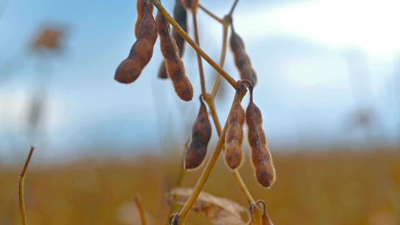 农学家分析大豆种植园视频素材