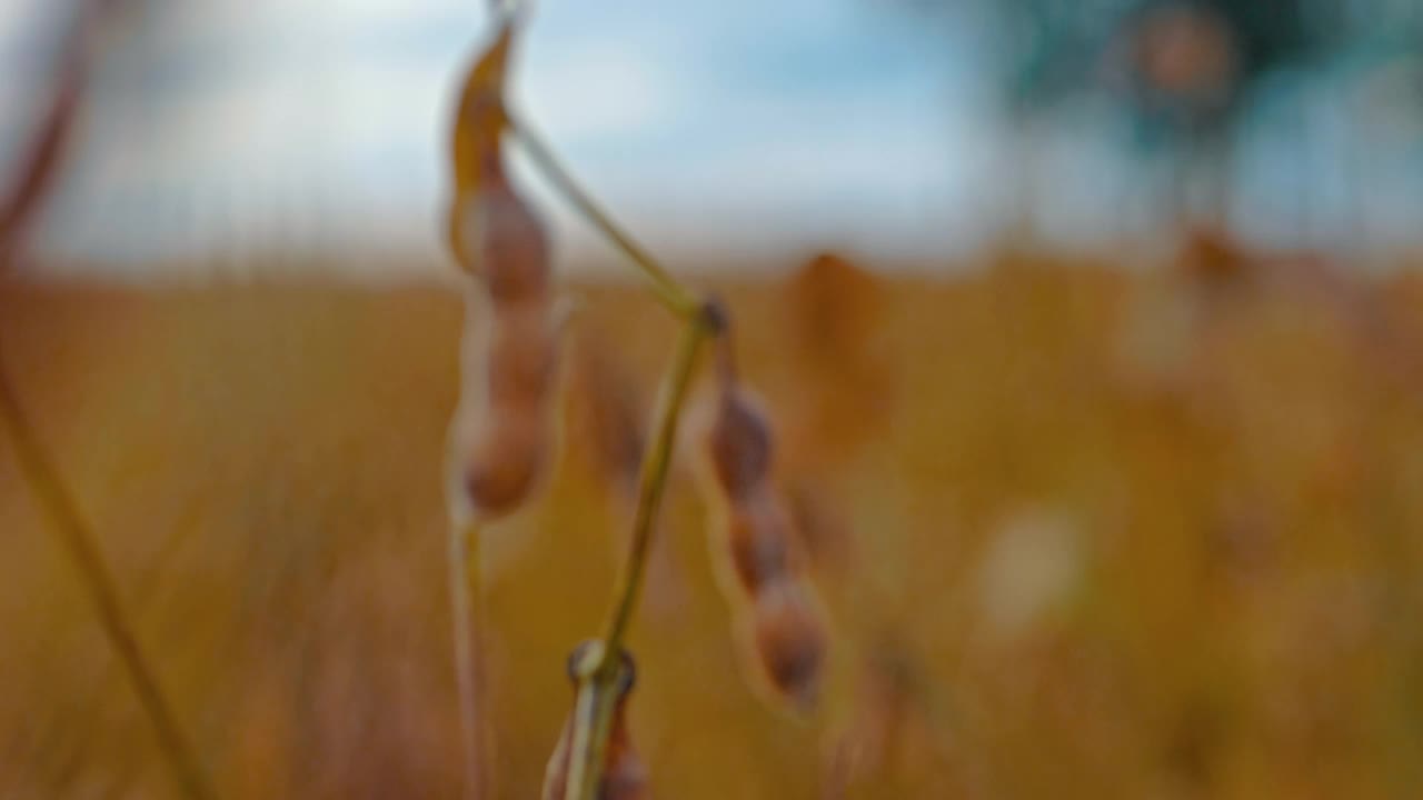 农学家分析大豆种植园视频素材