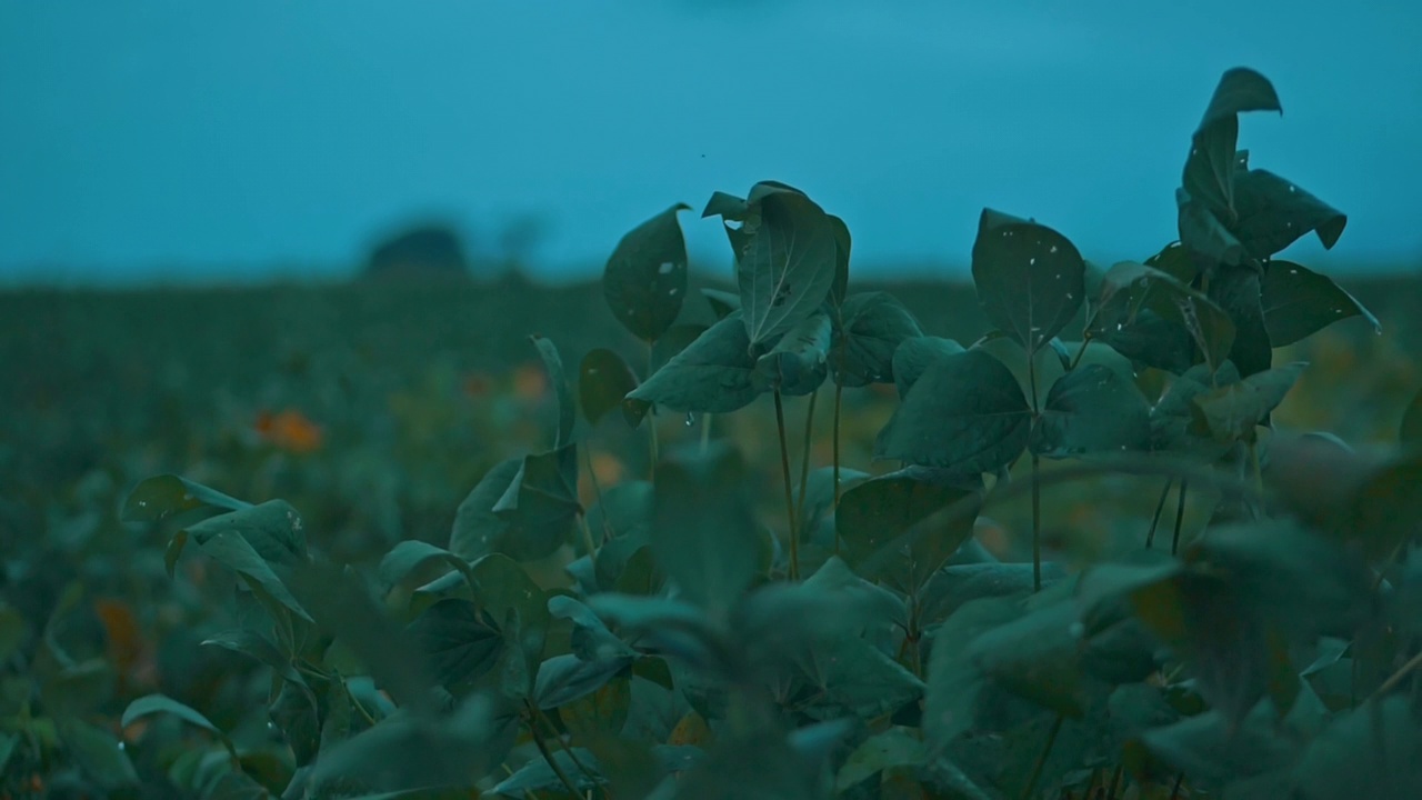 在大豆种植园工作的农民视频素材