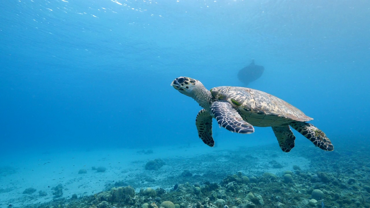 与海龟在加勒比海珊瑚礁的海景视频下载