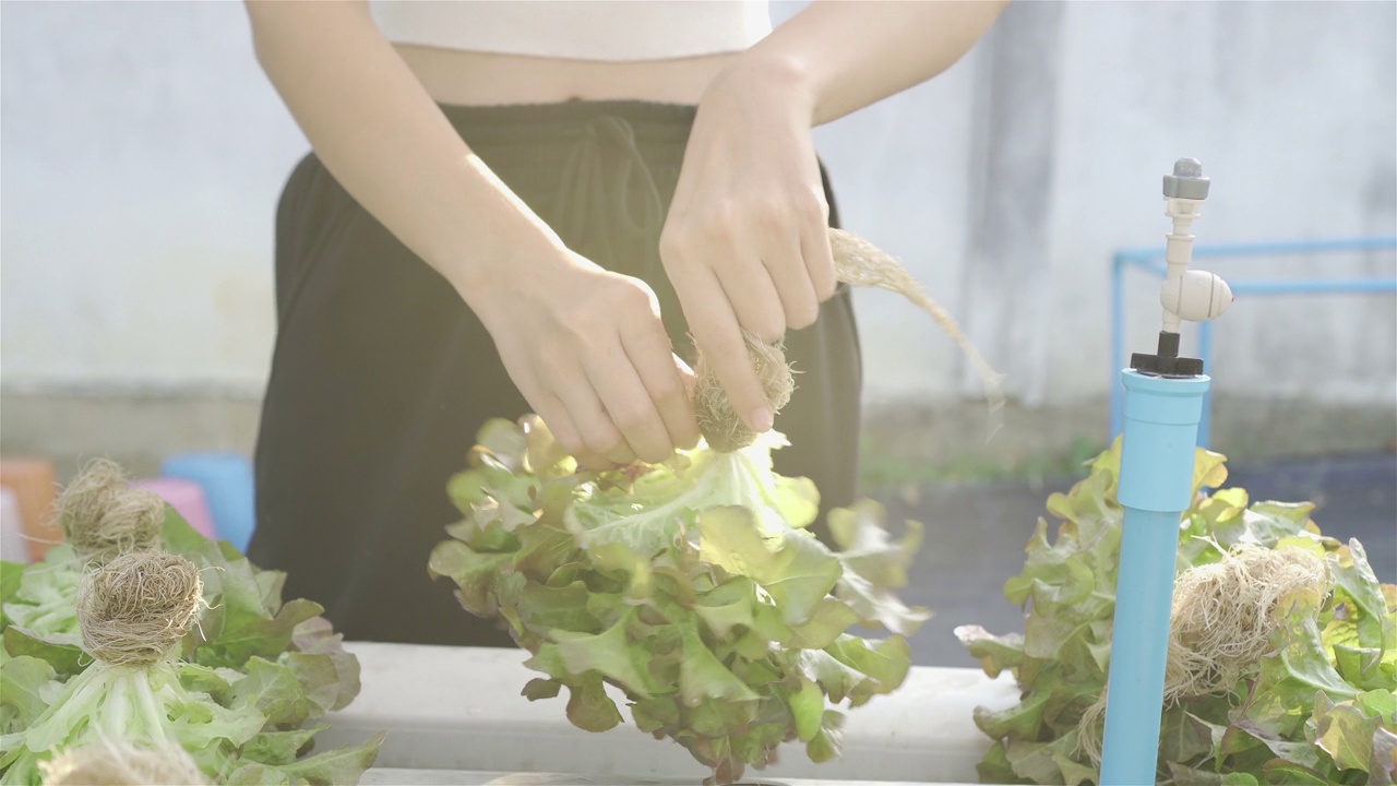 亚洲女农民正在采摘准备出售的绿橡树莴苣视频下载