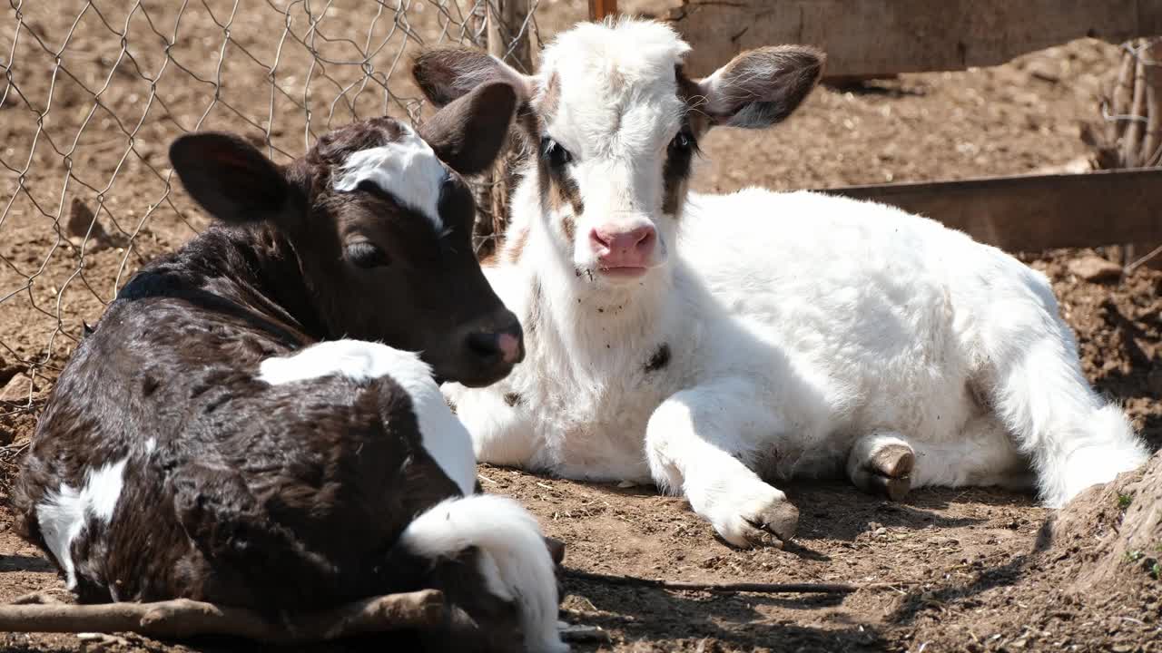 农场里可爱的小牛视频素材