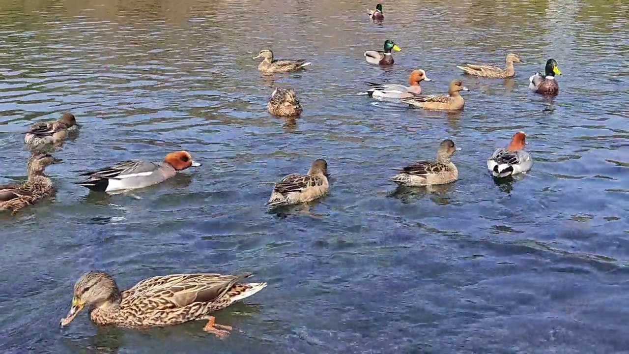 一群绿头鸭在水中游泳。视频素材