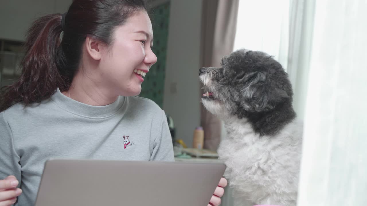 女商人在家里用笔记本电脑和色度键工作，家里有宠物视频下载