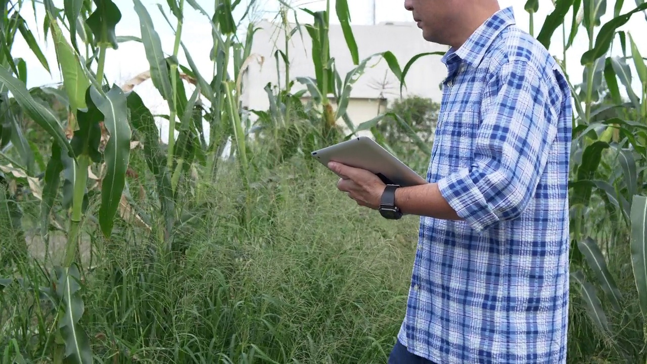 共同工作的农民穿过兰花农场田地检查质量控制，农业或涉农工业概念。视频下载
