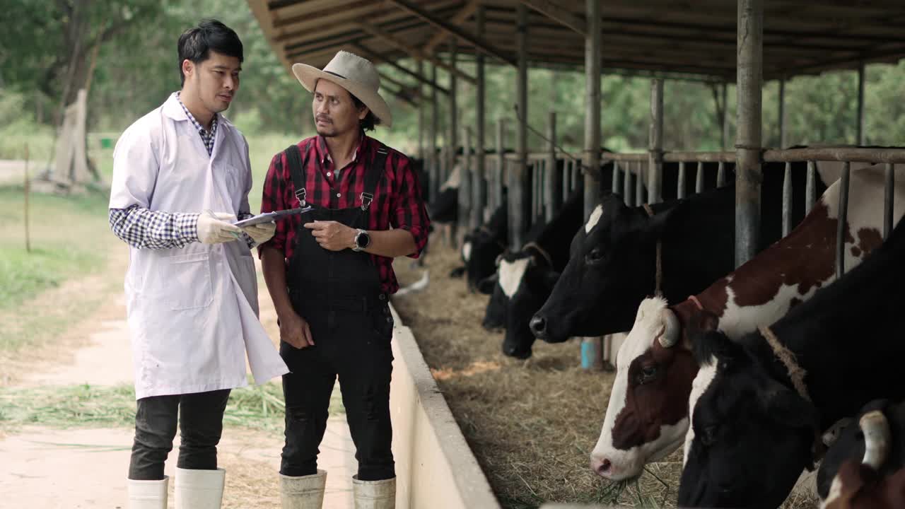 在奶牛农场的牛棚里与奶牛一起工作的农场主在马厩里使用叉子。视频下载