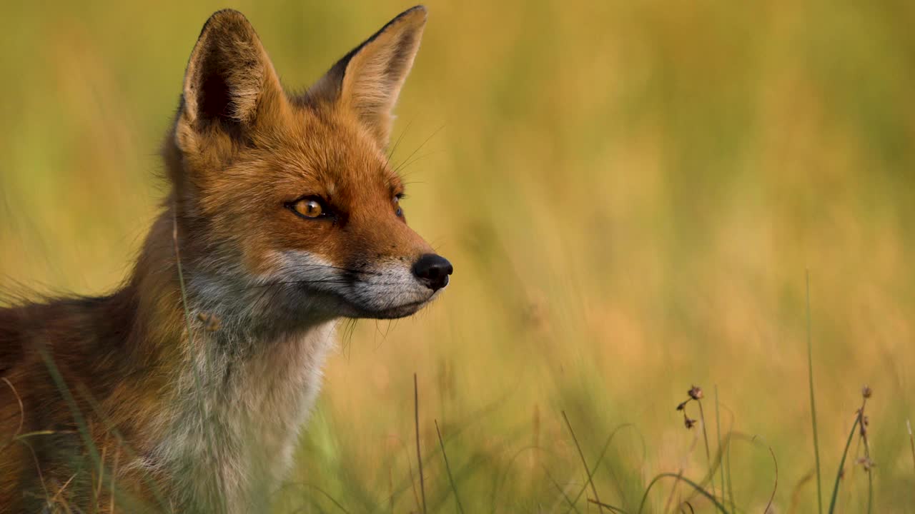 肖像的狐狸通过草地模糊的背景视频下载