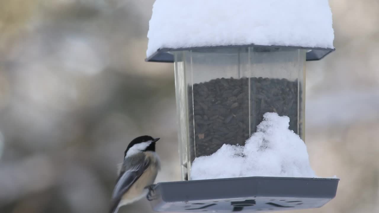 在冬天，黑顶山雀在喂鸟器上吃的特写视频下载