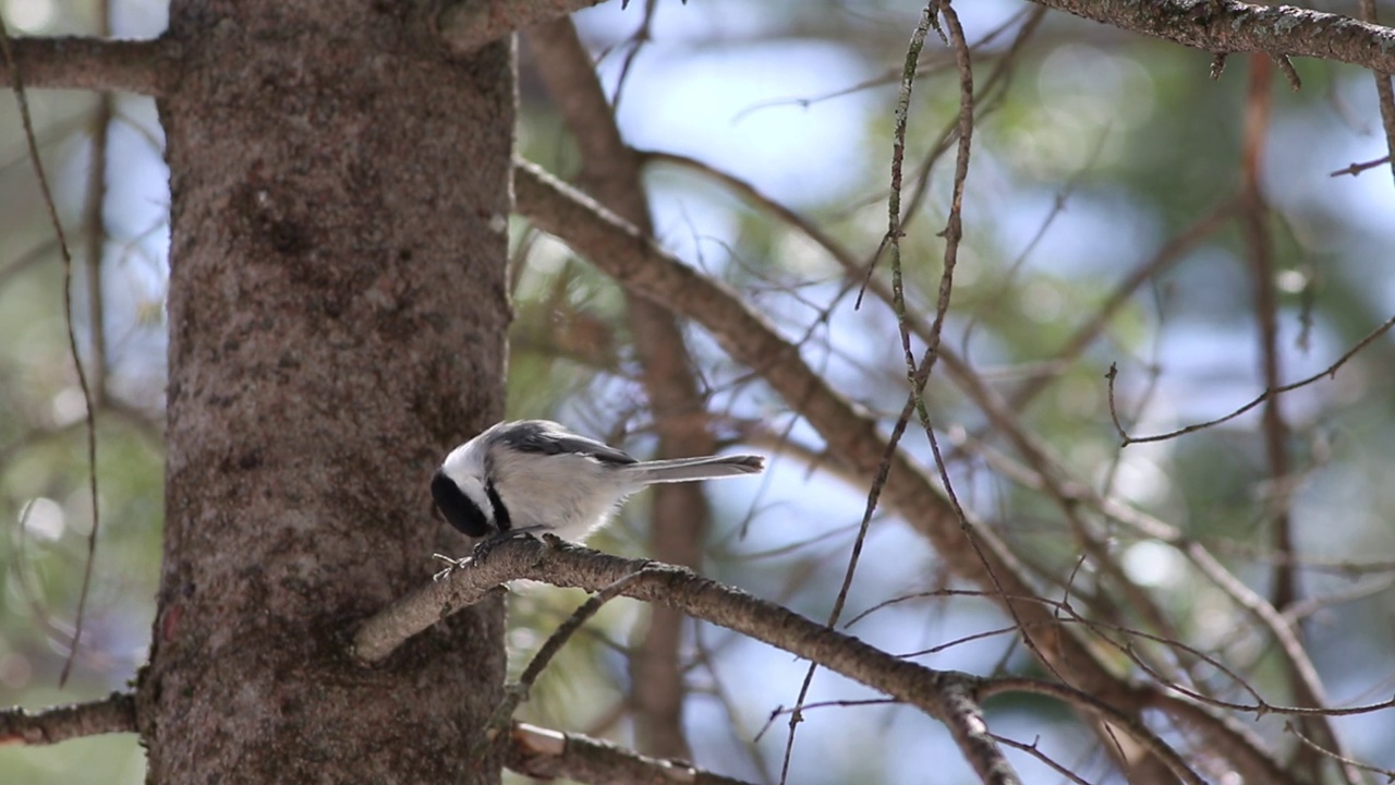 黑顶山雀(Poecile atricapillus)在森林的树枝上的特写视频视频下载
