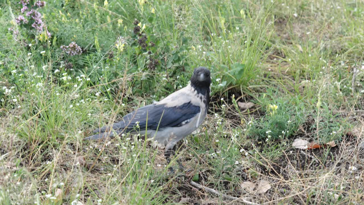 一只灰色的戴兜帽的乌鸦在草地上，一只黑灰色的鸟在四处张望，没有人，没有人。城市鸟类，城市动物，简单的概念。野生动物，自然，城市动物，城市动物视频下载