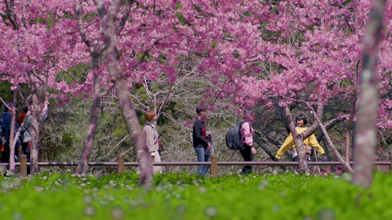 亚洲华人家庭前往阿里山赏樱视频下载