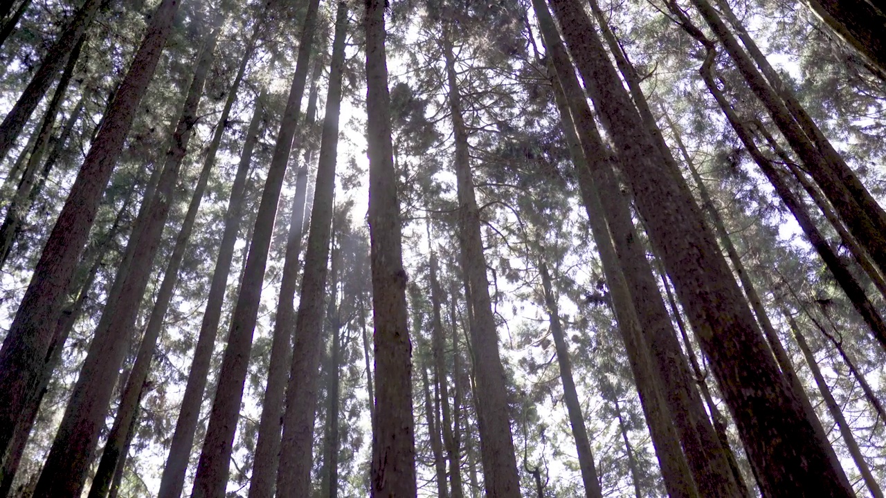 阿里山森林树木，中国台湾视频下载