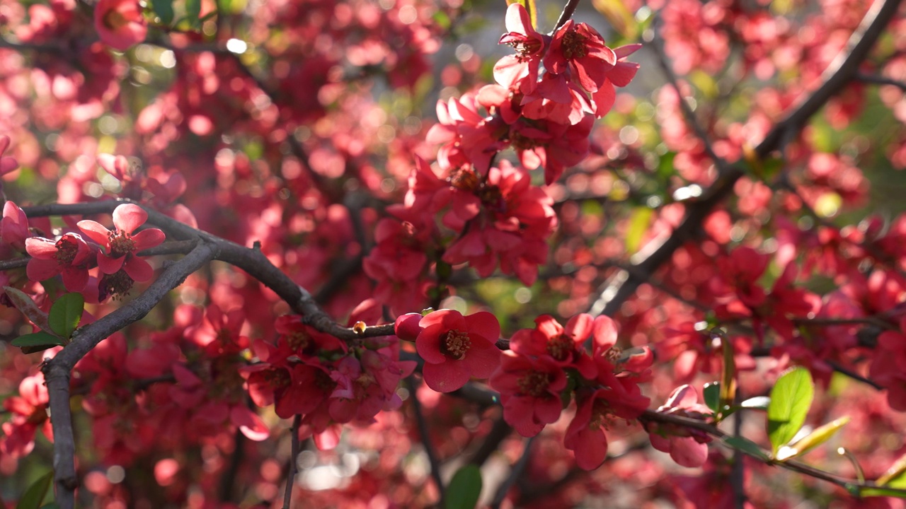 欧洲的樱桃苹果树在阳光明媚的春天开花视频下载