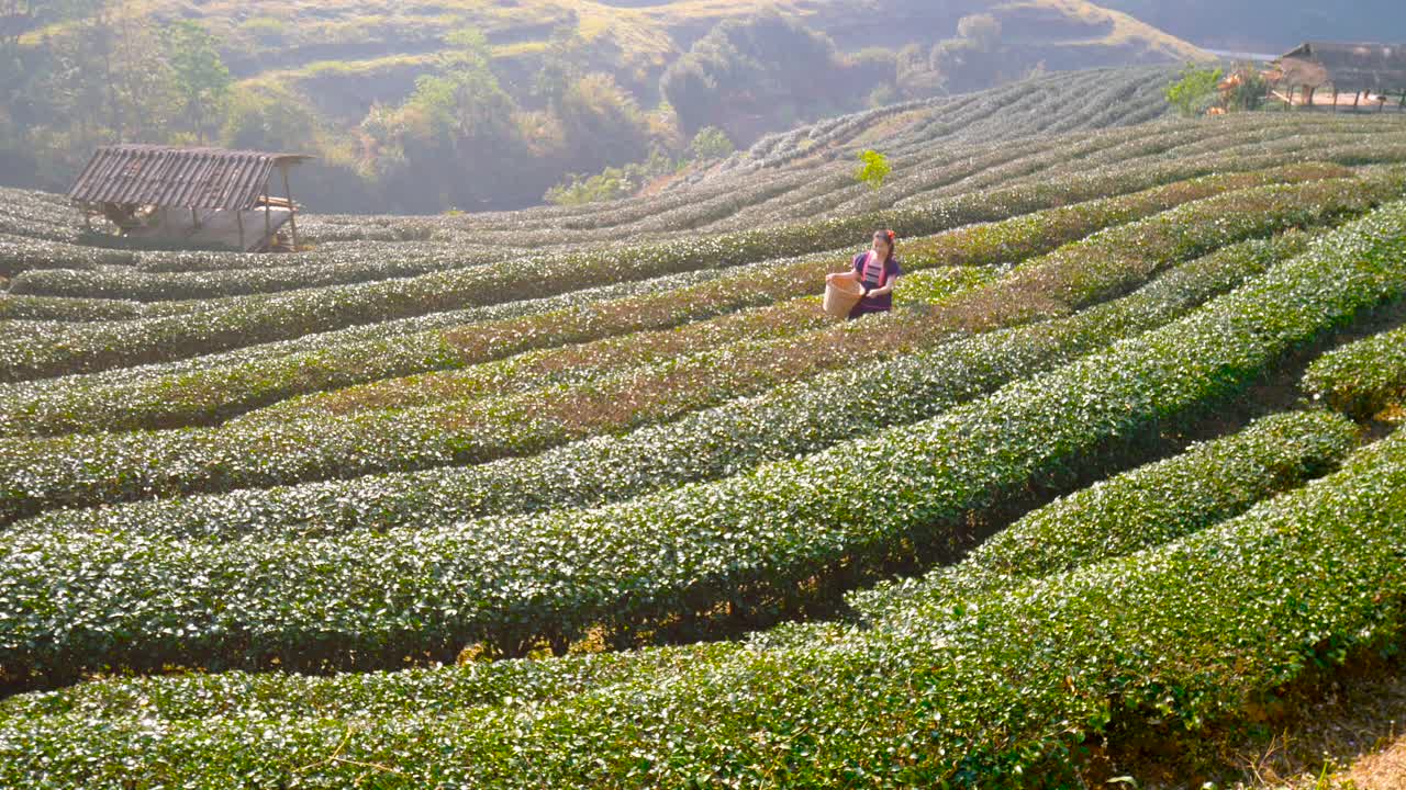 泰国清迈doi ang khang国家公园，来自泰国的亚洲部落妇女在茶园种植园采摘茶叶到篮子里。视频下载