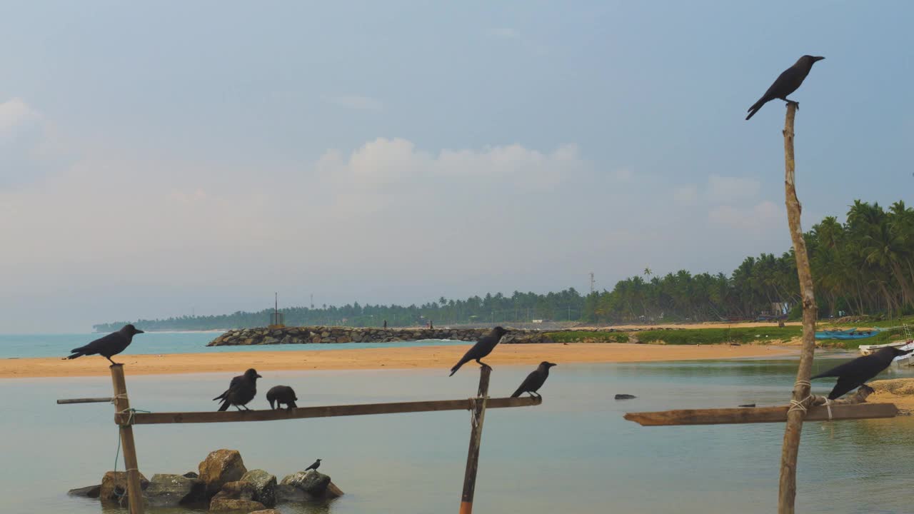 乌鸦在海滩的梁上坐着，飞走了。斯里兰卡。视频下载