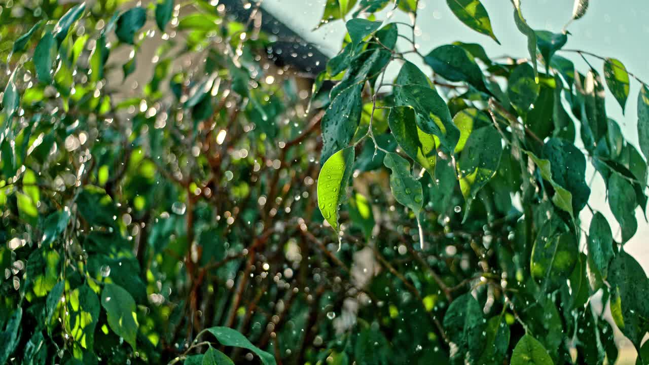 超级慢动作雨点和阳光在郁郁葱葱的绿树视频素材