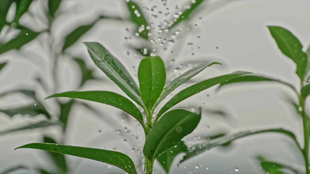 超慢镜头的雨滴落在茂盛的绿色植物叶子上视频素材