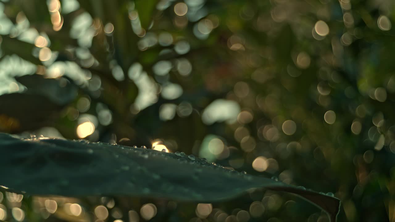 阳光照在茂盛的绿色植物上，雨滴落在叶子上视频下载