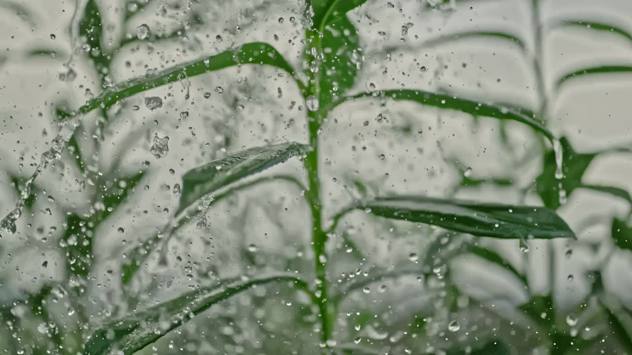 雨滴落在绿叶植物上视频素材